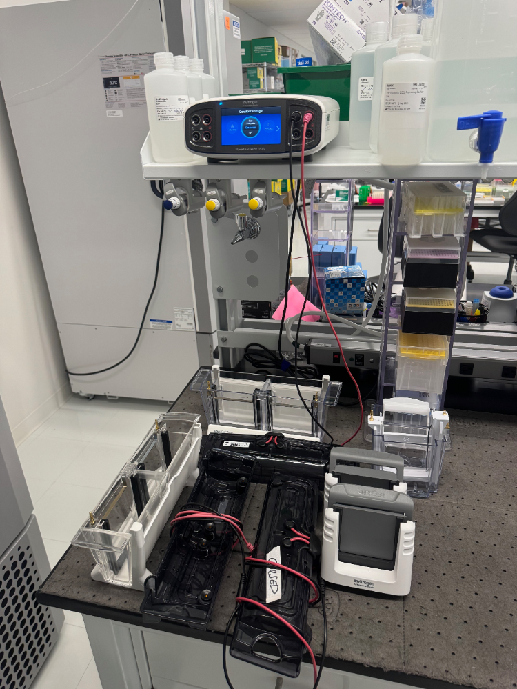 Image of Invitrogen PowerEase Touch 350W Electrophoresis Power Supply